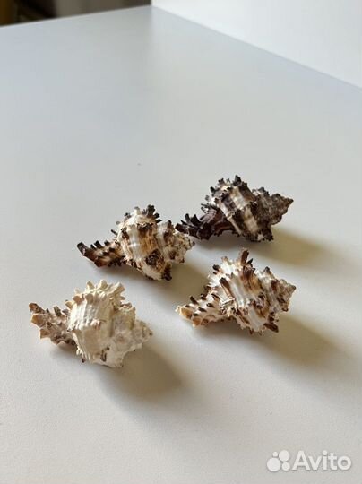 Морские ракушки и кораллы