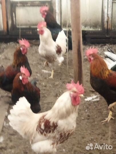 Молодые петухи