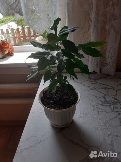 Комнатные цветы