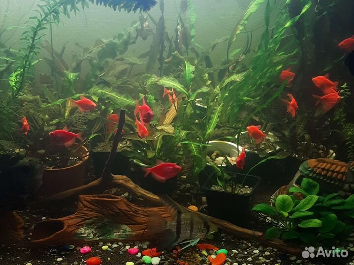 Аквариум