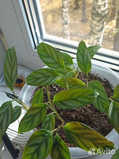 Эухарис амазонская лилия, фикус, ктенанта