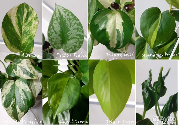 Сциндапсусы Эпипремнумы сортовые