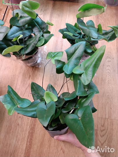 Папоротник Сердце. Комнатные цветы