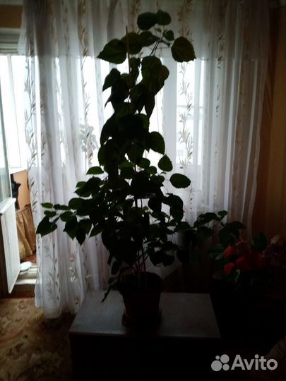 Китайская роза