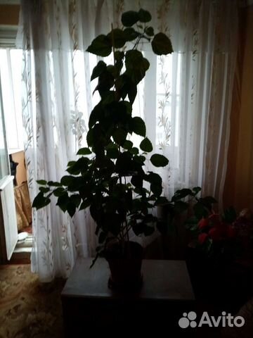 Китайская роза