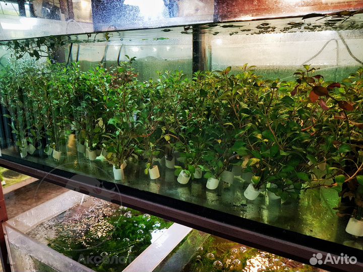 Аквариумные рыбки и растения для зоомагазина