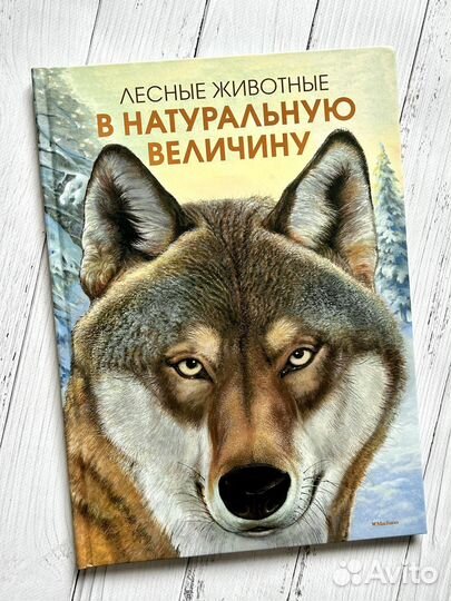 Лесные животные в натуральную величину