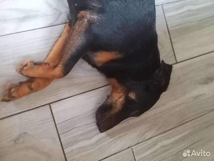 Собака ягдтерьер