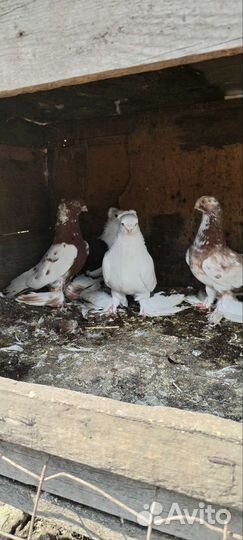 Бойные голуби