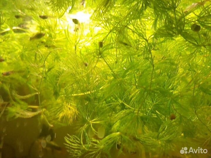 Трава для аквариума