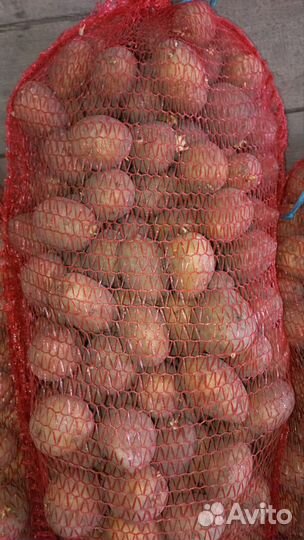 Семенной картофель