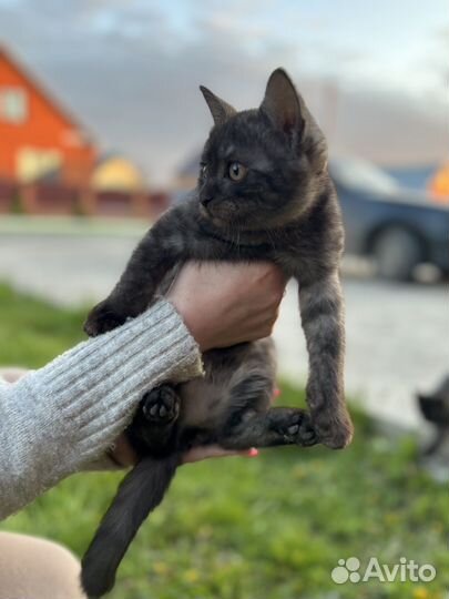 Отдам котят в добрые руки
