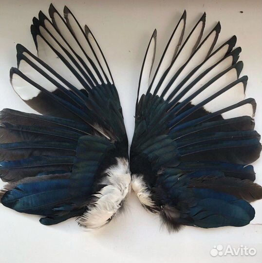 Крылья,перья,лапки