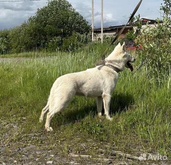 Ищет хозяев собака Белоснежка