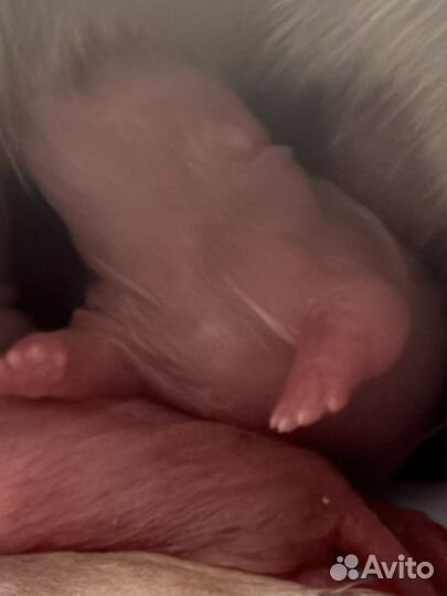 Крысятки для брони