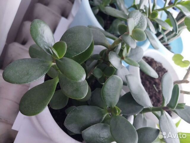 Толстянка.Женское Счастье, Алоэ, Каменная роза