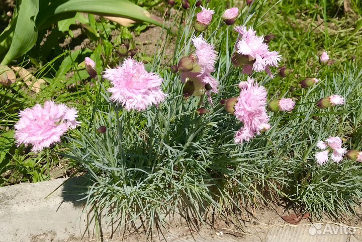 Почвопокровная махровая гвоздика