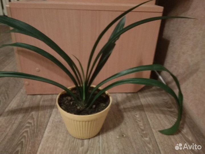 Кливия, аммарилис, спатифиллум