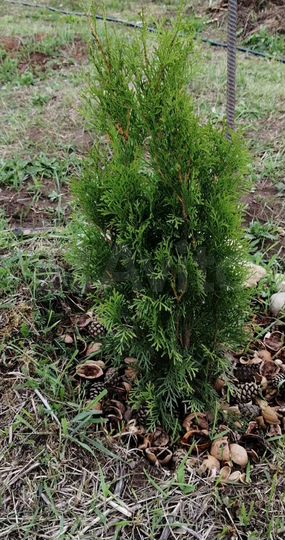 Участок 90 сот. (ИЖС)