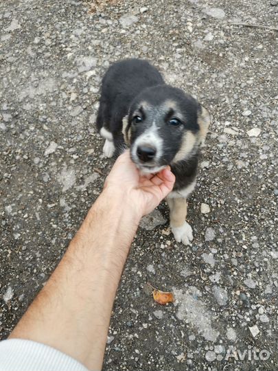 Щенки хаски