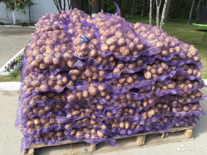 Картофель оптом г.Тюмень