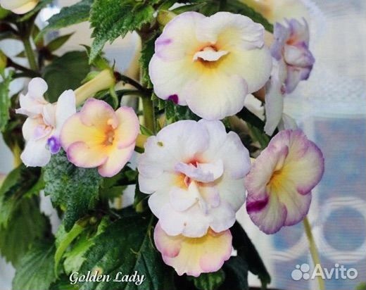 Ахименес Голден Леди