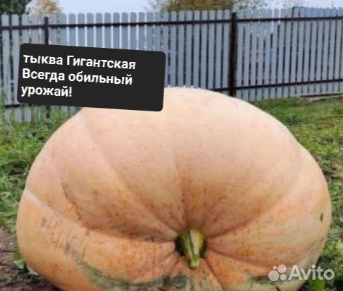 Овощи гиганты Весенняя посадка