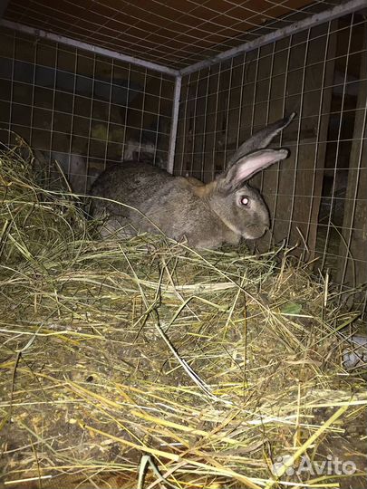 Кролики мясных пород
