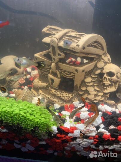 Рыбки гуппи разные. Бесплатно