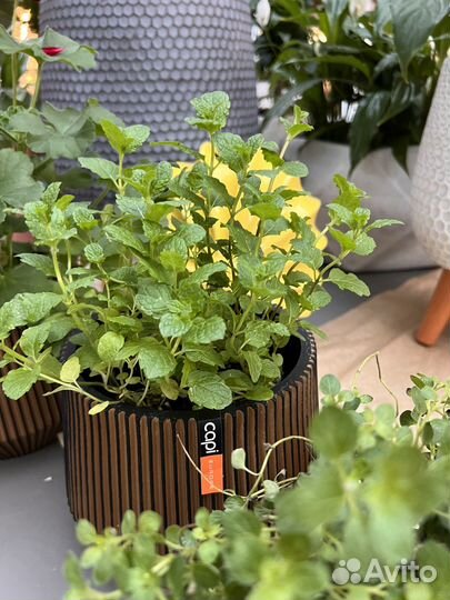 Орегано. Мята спиккато мороккан