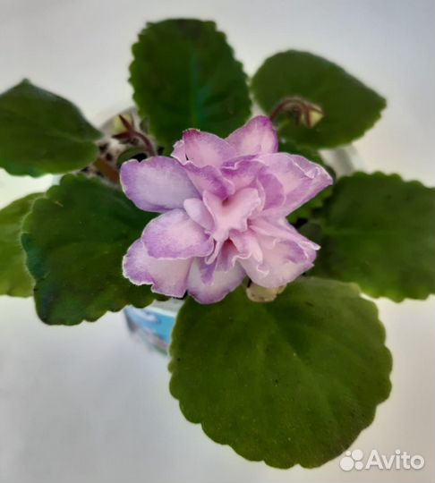 Фиалки сортовые 100