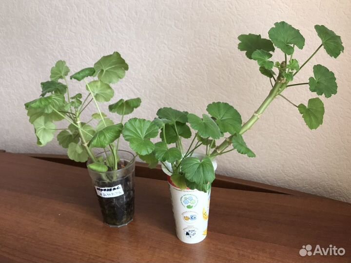 Пеларгония герань