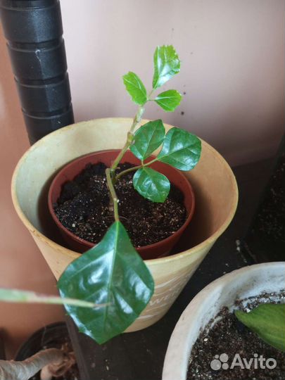 Циссус березка