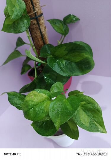 Сциндапсус, филодендрон, эпипремнум, сингониум