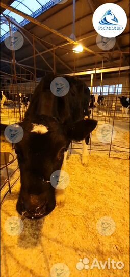 Телята, Бычки