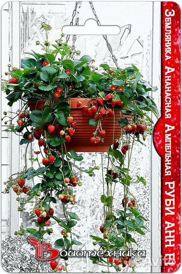 Рассада земляники ремонтантной И ампельной кашпо