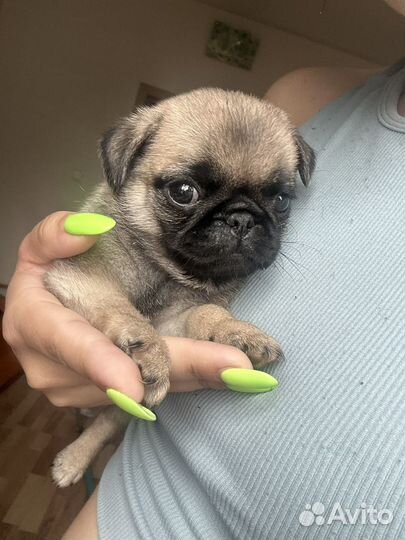 Щенки мопса девочка