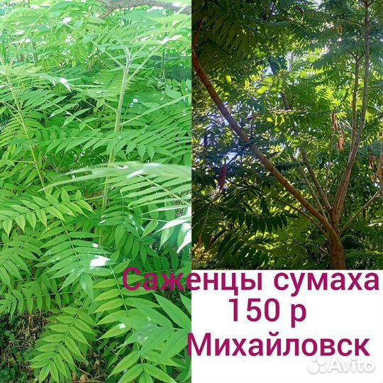 Садовые растения