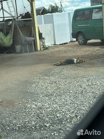 Собака в добрые руки