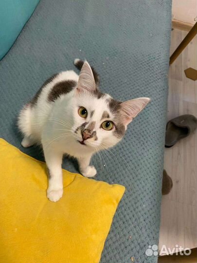 Котенок, кот