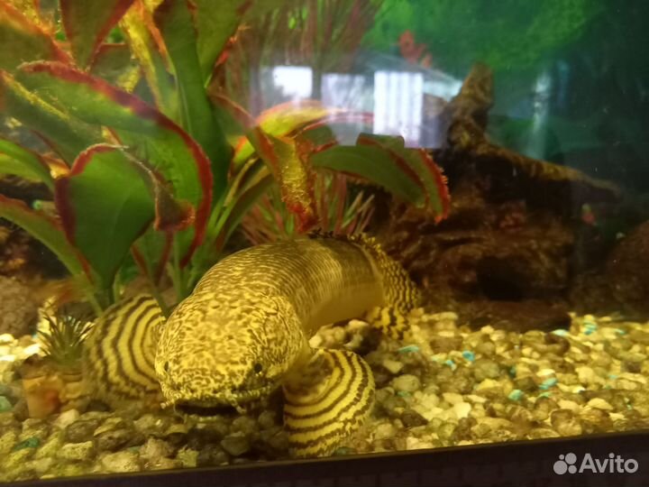 Полиптерус