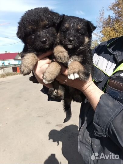 Щеночки в добрые руки
