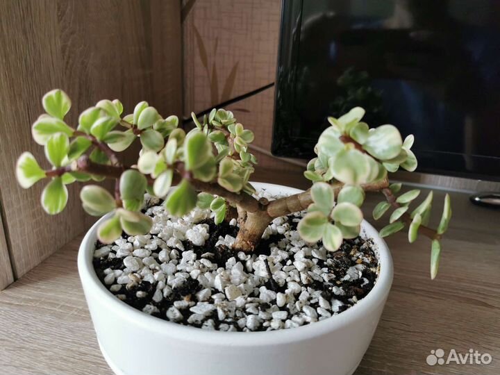 Бонсай из портулакарии