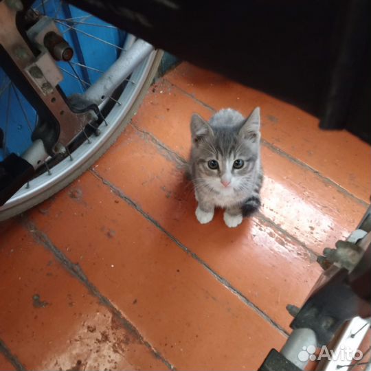 Отдам кота в добрые руки