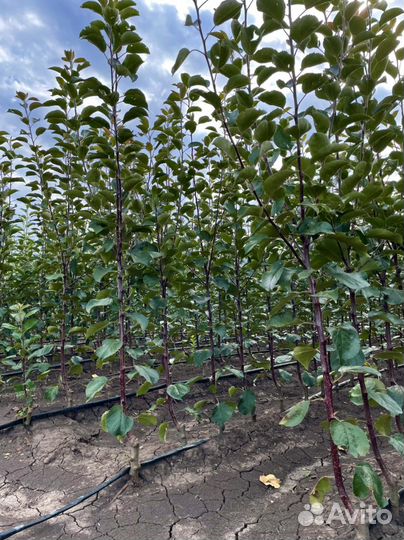Продам саженцы плодовых деревьев