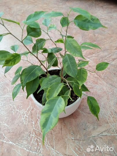 Фикус Бенджамина Кинки