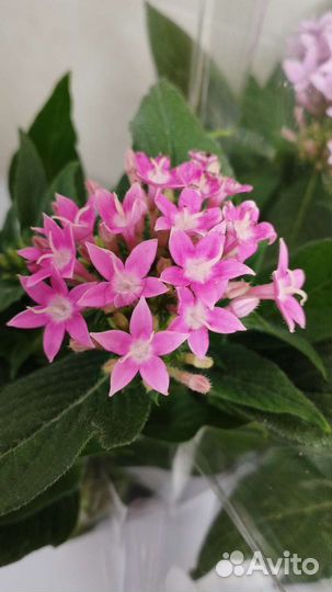 Пентас,вербейник