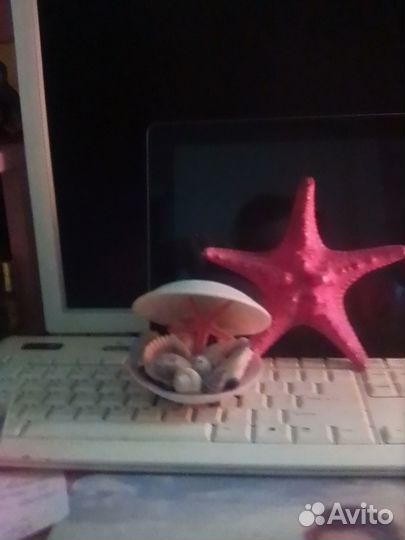 Композиция из ракушек и морская звезда продаются