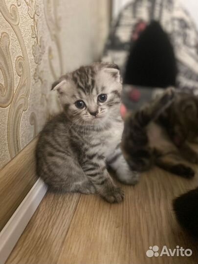 Британские котята