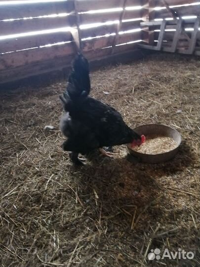 Петух брама